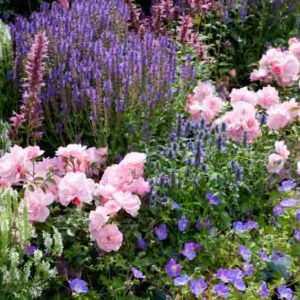 Garden ideas, Border ideas, Plant Combinations, Flowerbeds Ideas, Summer Borders, Rose Bonica, Rosa 'Bonica', Salvia Blue Hill, Salvia Snow hill, Geranium Rozanne, Salvia Blauhugel, Salvia Schneehugel