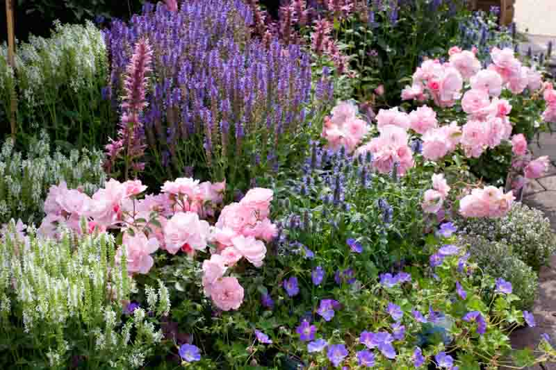 Garden ideas, Border ideas, Plant Combinations, Flowerbeds Ideas, Summer Borders, Rose Bonica, Rosa 'Bonica', Salvia Blue Hill, Salvia Snow hill, Geranium Rozanne, Salvia Blauhugel, Salvia Schneehugel