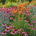 Colourful planting of Echinacea, Lilium lancifolium, Eryngium planum