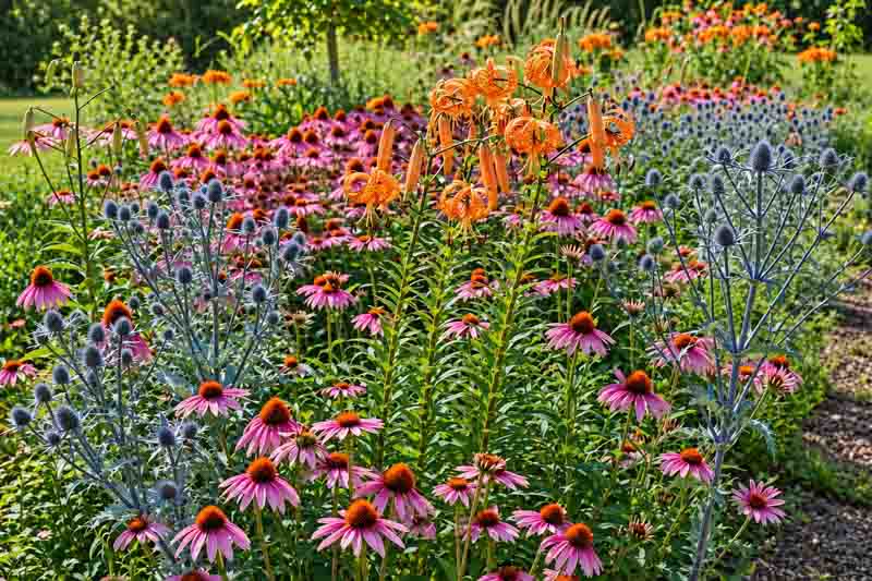 Colourful planting of Echinacea, Lilium lancifolium, Eryngium planum