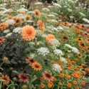 Romantic cottage garden with Dahlia David Howard, Ammi visnaga, Rudbeckia 'Autumn Colours', Zinnia 'Profusion Orange'