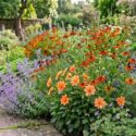 Cottage Garden Dahlia Border with Dahlia 'Hemerik', Helenium 'Luc', Nepeta 'Walkers Low