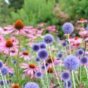 Blue Echinops globe thistle, Echinacea 'Pink Parasol' and Echinacea pallida, Echinops ritro Veitch Blue