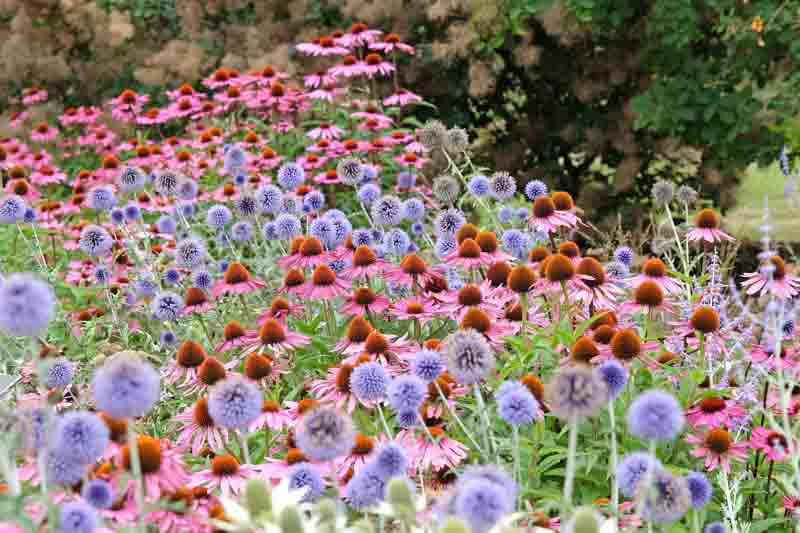 Blue Echinops globe thistle, Echinacea 'Pink Parasol' and Echinacea pallida, Echinops ritro Veitch Blue