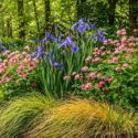 Garden Ideas, Border ideas, Perennial Planting, Perennial combination, Summer Borders, Astrantia Roma, Great Masterwort, Masterwort Roma, Astrantia Major, Siverian Iris, Iris Sibirica, Carex Elata aurea, Bowles Golden sedge, Plant combinations for wet soi