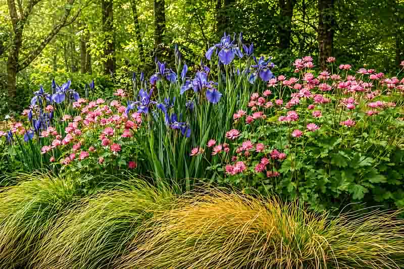 Garden Ideas, Border ideas, Perennial Planting, Perennial combination, Summer Borders, Astrantia Roma, Great Masterwort, Masterwort Roma, Astrantia Major, Siverian Iris, Iris Sibirica, Carex Elata aurea, Bowles Golden sedge, Plant combinations for wet soi