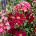 Clematis Ernest Markham and Rosa American Pillar