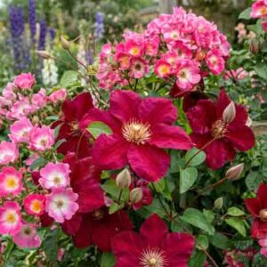 Clematis Ernest Markham and Rosa American Pillar