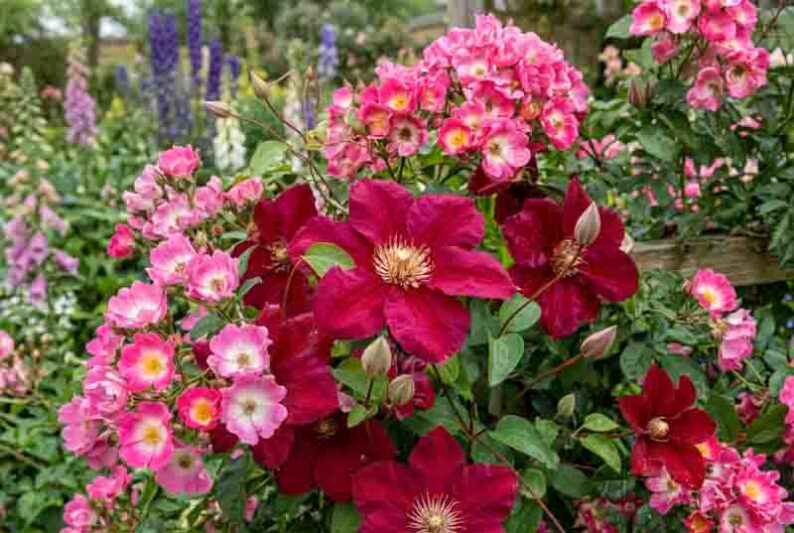 Clematis Ernest Markham and Rosa American Pillar