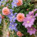 Planting Roses, Rose Gardening, Designing with Roses, English Roses, Garden retreat, garden roses, Rose bushes, English Roses, Rose Compassion, Rose a Shropshire Lad, Clematis Juuli, Clematis Perle d'Azur
