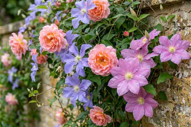 Planting Roses, Rose Gardening, Designing with Roses, English Roses, Garden retreat, garden roses, Rose bushes, English Roses, Rose Compassion, Rose a Shropshire Lad, Clematis Juuli, Clematis Perle d'Azur