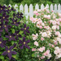 Planting Roses, Rose combination, Designing with Roses, English Roses, roses and clematis, garden roses, Rose bushes, English Roses, Rose A Shropshire Lad, Clematis Romantika
