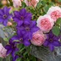 Planting Roses, Rose Gardening, Designing with Roses, English Roses, Garden retreat, garden roses, Rose bushes, English Roses, Rose A Shropshire Lad, Rose James Galway, Clematis The President, Violet clematis, pink roses