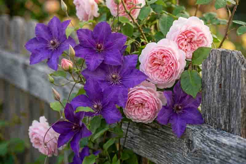 Planting Roses, Rose Gardening, Designing with Roses, English Roses, Garden retreat, garden roses, Rose bushes, English Roses, Rose A Shropshire Lad, Rose James Galway, Clematis The President, Violet clematis, pink roses