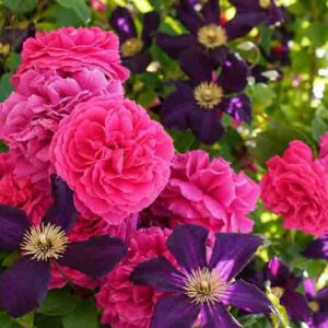 Clematis Etoile Violette. Rosa Crimson Glory
