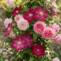 Planting Roses, Rose Gardening, Designing with Roses, English Roses, Garden retreat, garden roses, Rose bushes, English Roses, Rose Aloha, rose New Dawn, rose The Generous Gardener, Clematis Ville de Lyon, pink roses, pink clematis