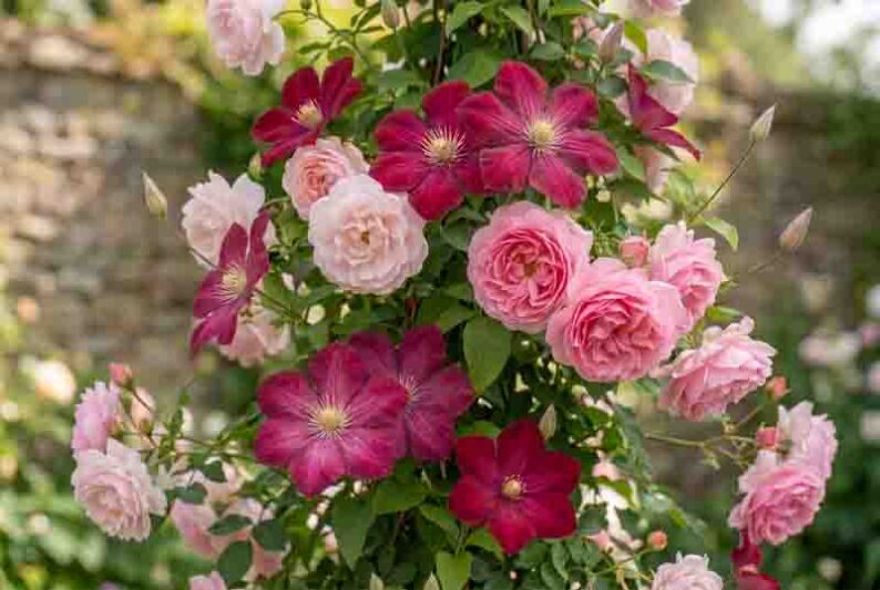 Planting Roses, Rose Gardening, Designing with Roses, English Roses, Garden retreat, garden roses, Rose bushes, English Roses, Rose Aloha, rose New Dawn, rose The Generous Gardener, Clematis Ville de Lyon, pink roses, pink clematis