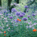 Plant Combinations, Flowerbeds Ideas, Spring Borders, Summer Borders, Allium Purple Sensation, Allium Globemaster, Corn Poppy, Red poppies, Papaver Rhoeas, Columbines, Aquilegia Vulgaris