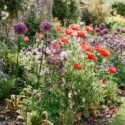 Allium Purple Sensation, Allium Globemaster, Corn Poppy, Red poppies, Papaver Rhoeas, Columbines, Aquilegia Vulgaris