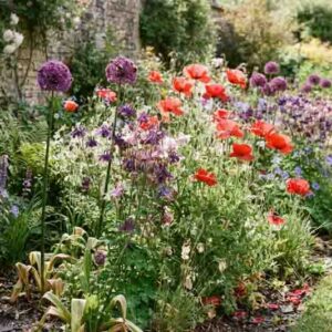 Allium Purple Sensation, Allium Globemaster, Corn Poppy, Red poppies, Papaver Rhoeas, Columbines, Aquilegia Vulgaris