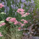 Garden Ideas, Border ideas, Perennial Planting, Perennial combination, Summer Borders, Lavender Munstead, Munstead Lavender, Achillea Pink Grapfruit, Sedum Purple Emperor, Carex Flagellifera, drought tolerant border