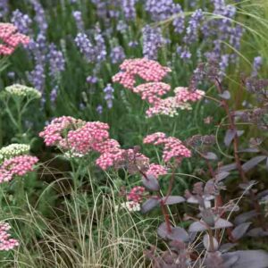 Garden Ideas, Border ideas, Perennial Planting, Perennial combination, Summer Borders, Lavender Munstead, Munstead Lavender, Achillea Pink Grapfruit, Sedum Purple Emperor, Carex Flagellifera, drought tolerant border