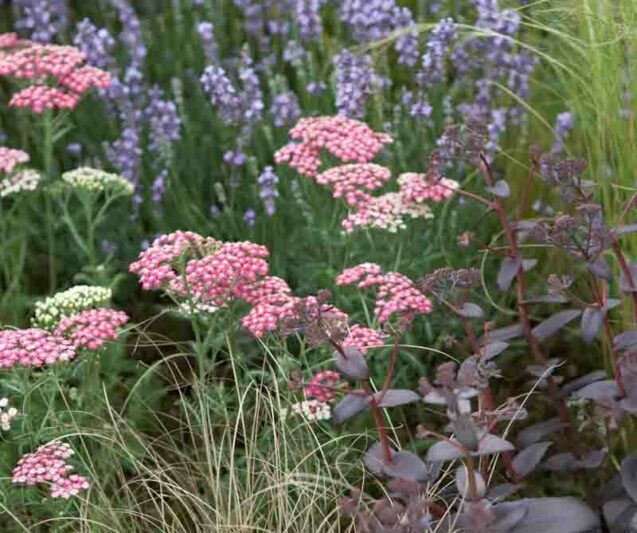 Garden Ideas, Border ideas, Perennial Planting, Perennial combination, Summer Borders, Lavender Munstead, Munstead Lavender, Achillea Pink Grapfruit, Sedum Purple Emperor, Carex Flagellifera, drought tolerant border