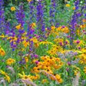 Garden Ideas, Border ideas, Summer border, Fall Border, Rudbeckia Hirta, Black Eyed Susan, Rudbeckia Indian Summer, Lobelia Vedrariensis, Gomphrena 'Fireworks', Globe Amaranth, Borage, Borago Officinalis, Pennisetum Setaceum