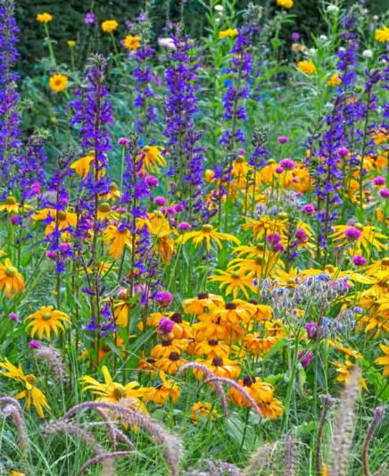 Garden Ideas, Border ideas, Summer border, Fall Border, Rudbeckia Hirta, Black Eyed Susan, Rudbeckia Indian Summer, Lobelia Vedrariensis, Gomphrena 'Fireworks', Globe Amaranth, Borage, Borago Officinalis, Pennisetum Setaceum
