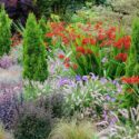 Garden Ideas, Border ideas, Perennial Planting, Perennial combination, Summer Borders, Fall Border, Crocosmia Lucifer, Montbretia Lucifer, Thuja occidentalis Degroot's Spire, festuca glauca blaufuchs, geranium rozanne, pennisetum orientale, sedum jose aubergine, red cauli