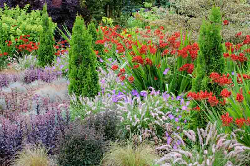 Garden Ideas, Border ideas, Perennial Planting, Perennial combination, Summer Borders, Fall Border, Crocosmia Lucifer, Montbretia Lucifer, Thuja occidentalis Degroot's Spire, festuca glauca blaufuchs, geranium rozanne, pennisetum orientale, sedum jose aubergine, red cauli