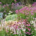 Garden Ideas, Border ideas, Perennial Planting, Perennial combination, Summer Borders, Fall Borders, Echinacea purpurea, Purple Coneflower, Sedum Autumn Joy, Eupatorium Maculatum, Geranium Rozanne