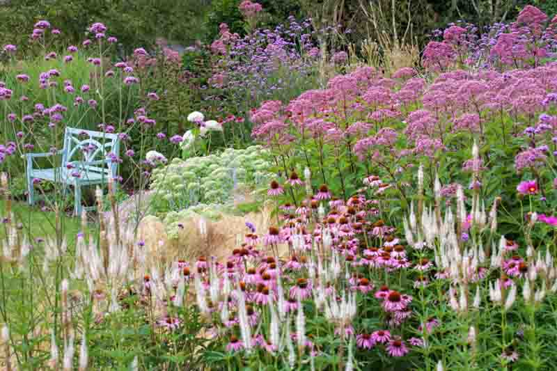 Garden Ideas, Border ideas, Perennial Planting, Perennial combination, Summer Borders, Fall Borders, Echinacea purpurea, Purple Coneflower, Sedum Autumn Joy, Eupatorium Maculatum, Geranium Rozanne