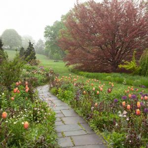 Plant Combinations, Flowerbeds Ideas, Spring Borders, Summer Borders, Allium Purple Sensation, Tulip Dordogne, Penstemon Husker Red, Penstemon digitalis, Single Late Tulips