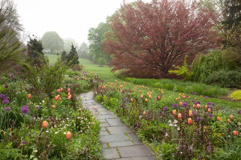 Plant Combinations, Flowerbeds Ideas, Spring Borders, Summer Borders, Allium Purple Sensation, Tulip Dordogne, Penstemon Husker Red, Penstemon digitalis, Single Late Tulips