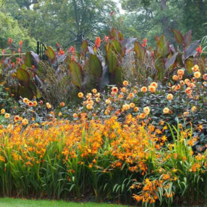 Garden Ideas, Border ideas, Perennial Planting, Perennial combination, Summer Borders, Fall Border, Crocosmia Star of the East, Star of the East, Dahlia David Howard, Canna indica purpurea,