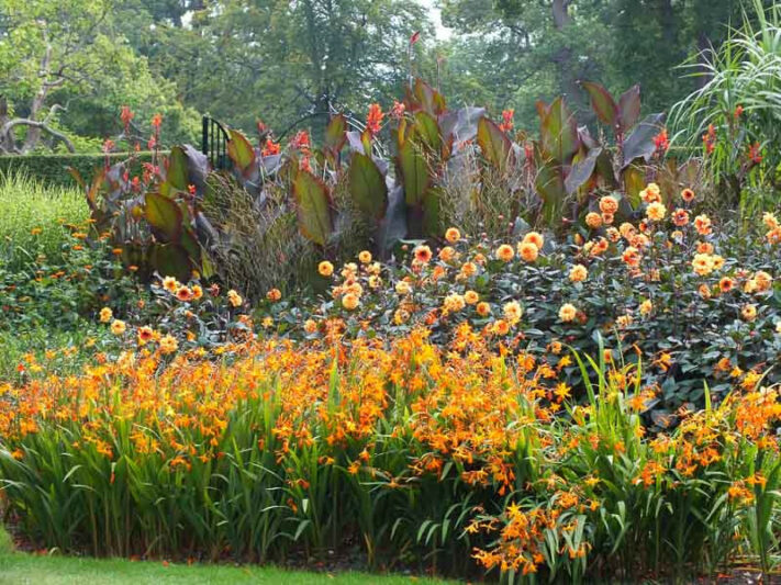 Garden Ideas, Border ideas, Perennial Planting, Perennial combination, Summer Borders, Fall Border, Crocosmia Star of the East, Star of the East, Dahlia David Howard, Canna indica purpurea,