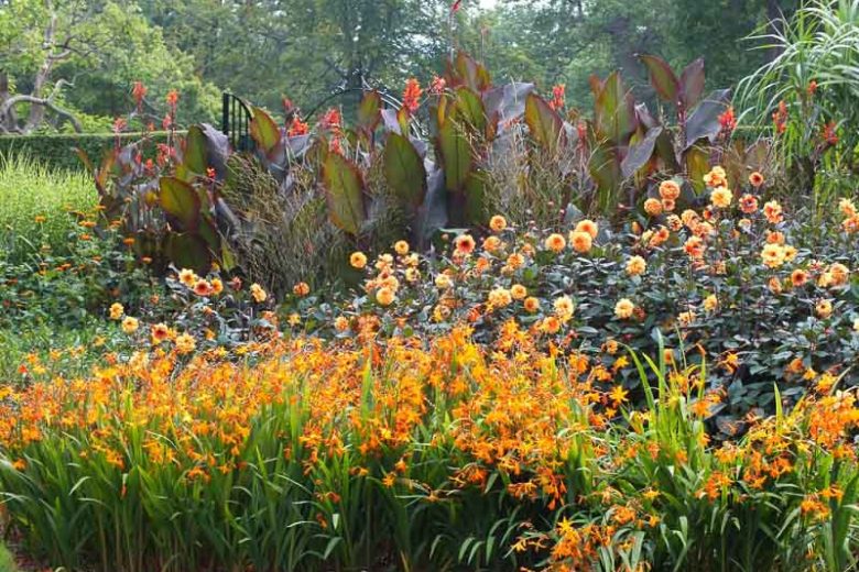 Garden Ideas, Border ideas, Perennial Planting, Perennial combination, Summer Borders, Fall Border, Crocosmia Star of the East, Star of the East, Dahlia David Howard, Canna indica purpurea,