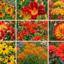 Dahlias and Companion Plants-Hot Color Theme