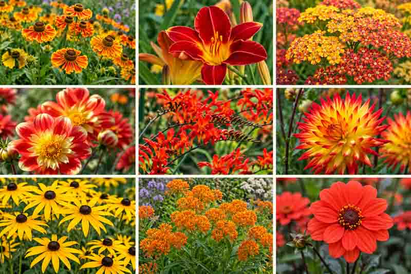 Dahlias and Companion Plants-Hot Color Theme