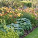 Garden Ideas with daylilies, hosta, lady's mantle, Speedwell