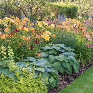Garden Ideas with daylilies, hosta, lady's mantle, Speedwell