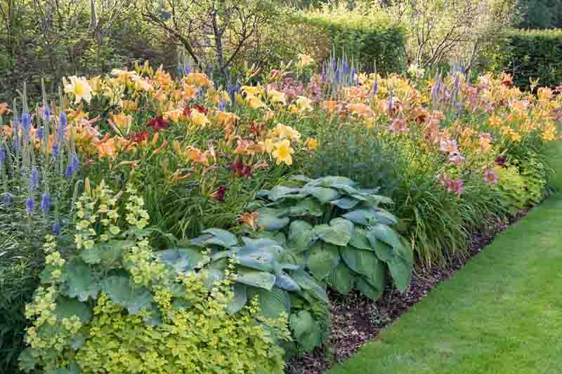 Garden Ideas with daylilies, hosta, lady's mantle, Speedwell