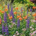 Garden ideas, Border ideas, Plant Combinations, Flowerbeds Ideas, Summer Borders, Summer Borders, Fall Borders, Lilium lancifolium, Tiger lily, Lobelia speciosa
