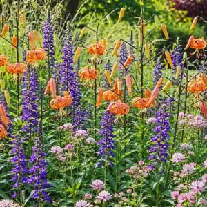 Garden ideas, Border ideas, Plant Combinations, Flowerbeds Ideas, Summer Borders, Summer Borders, Fall Borders, Lilium lancifolium, Tiger lily, Lobelia speciosa