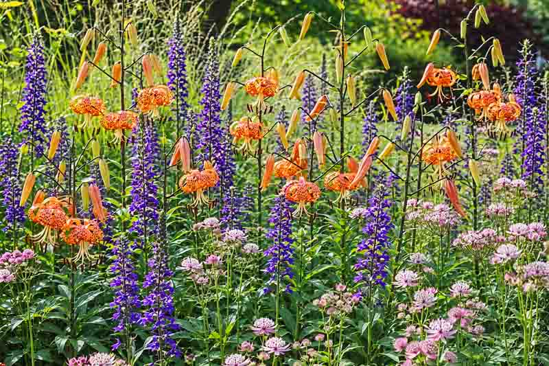 Garden ideas, Border ideas, Plant Combinations, Flowerbeds Ideas, Summer Borders, Summer Borders, Fall Borders, Lilium lancifolium, Tiger lily, Lobelia speciosa