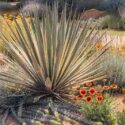 Plant Combinations, Flowerbeds Ideas, Spring Borders, Summer Borders, Euphorbia myrsinites, Myrtle spurge, Lavandula and Gaillardia, Rock Garden, Gravel Garden