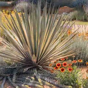 Plant Combinations, Flowerbeds Ideas, Spring Borders, Summer Borders, Euphorbia myrsinites, Myrtle spurge, Lavandula and Gaillardia, Rock Garden, Gravel Garden