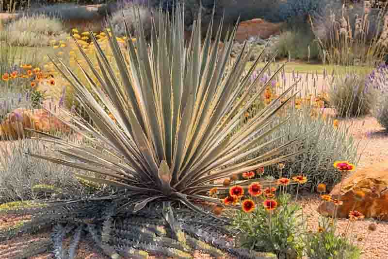 Plant Combinations, Flowerbeds Ideas, Spring Borders, Summer Borders, Euphorbia myrsinites, Myrtle spurge, Lavandula and Gaillardia, Rock Garden, Gravel Garden