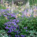 Garden Ideas, Perennial garden, Astilbe Diamant, Astilbe Europe, Hemerocallis Catherine Woodbury, Geranium Rozanne,